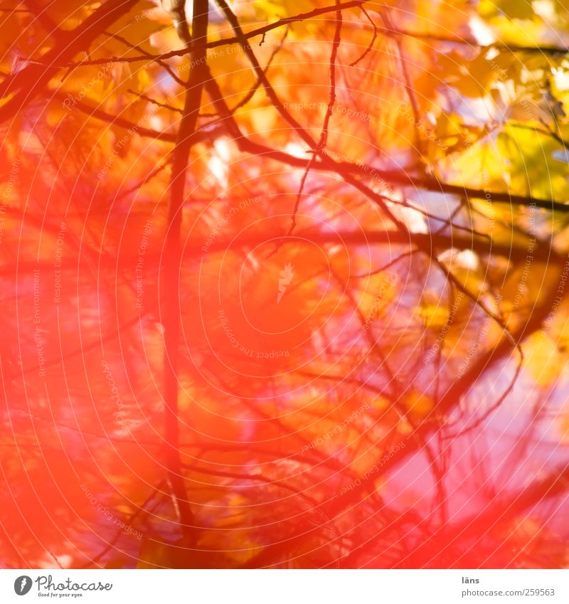 einblendung Pflanze Herbst hell herbstlich leuchtende Farben Geäst Unterholz Farbfoto Menschenleer Schwache Tiefenschärfe