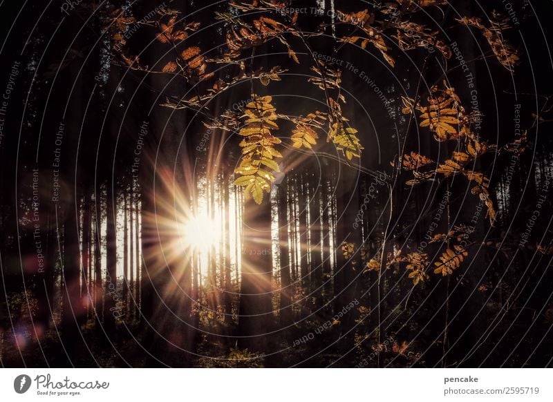 ein traumhaftes | betthupferl Natur Landschaft Pflanze Urelemente Sonne Sonnenaufgang Sonnenuntergang Sonnenlicht Herbst Schönes Wetter Baum Sträucher Wald