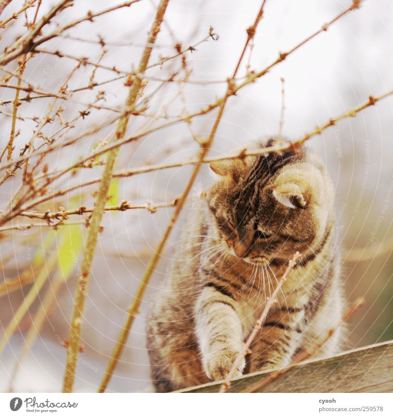 Spielst du mit mir? Tier Haustier Wildtier Katze 1 Bewegung entdecken warten dunkel Freundlichkeit schön Neugier niedlich braun gold bewegungslos beobachten