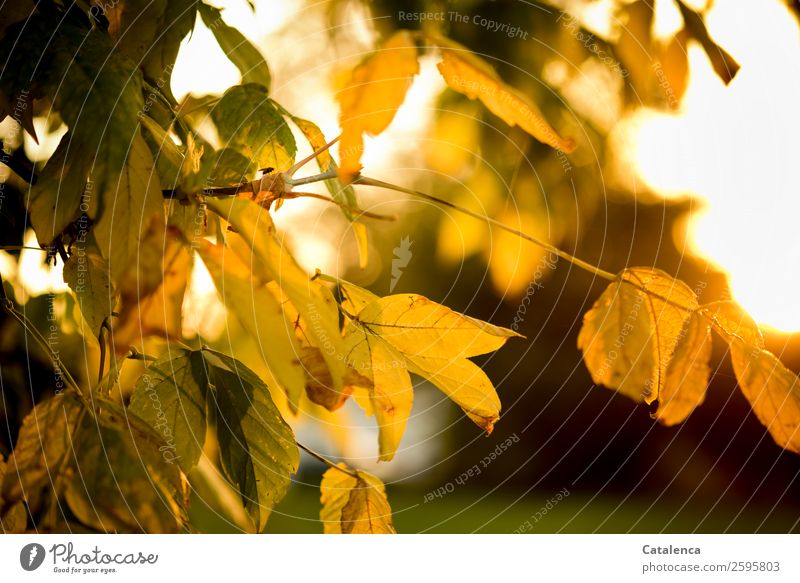 Eine Fliege sitzt auf gelb verfärbtes Ahornblatt Natur Pflanze Himmel Sonne Herbst Schönes Wetter Baum Blatt Herbstlaub Garten Insekt 1 Tier dehydrieren schön
