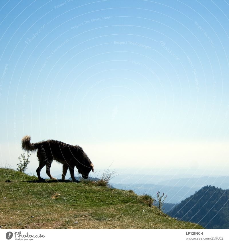 Karpatenhund Umwelt Landschaft Himmel Sommer Schönes Wetter Berge u. Gebirge Rumänien Europa Hund Natur Neugier wandern Aussicht Ferne Gassi gehen Farbfoto