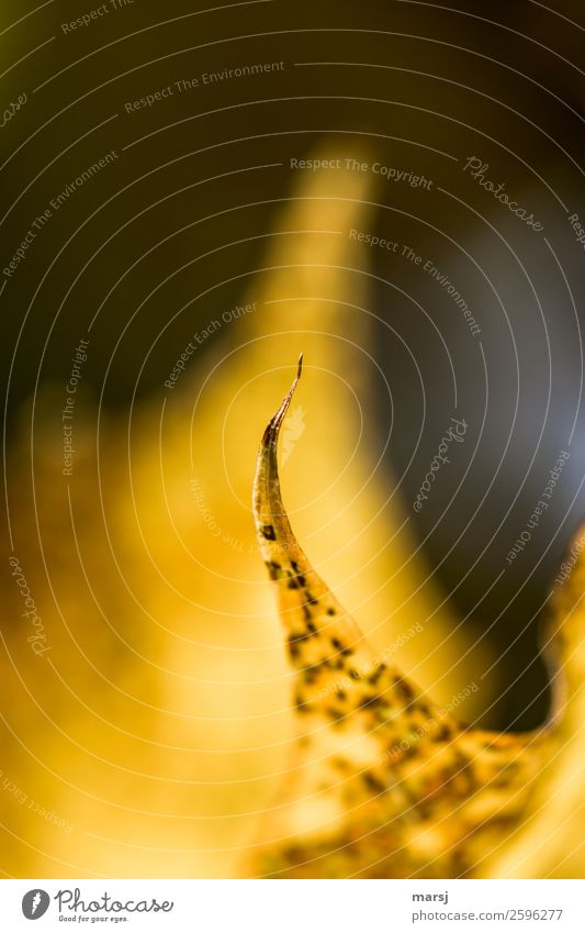 Noch so ein spitzer Herbstfinger Natur Pflanze Blatt Spitze außergewöhnlich dünn authentisch gelb gold herbstlich Herbstlaub Goldener Herbst Farbfoto mehrfarbig