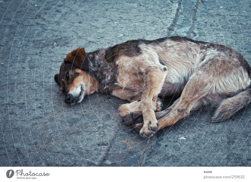 Straßenhund Tier Haustier Hund 1 liegen schlafen alt trist grau Traurigkeit Asphalt Chile Südamerika Mischling schäbig Müdigkeit Einsamkeit Hundeblick Farbfoto