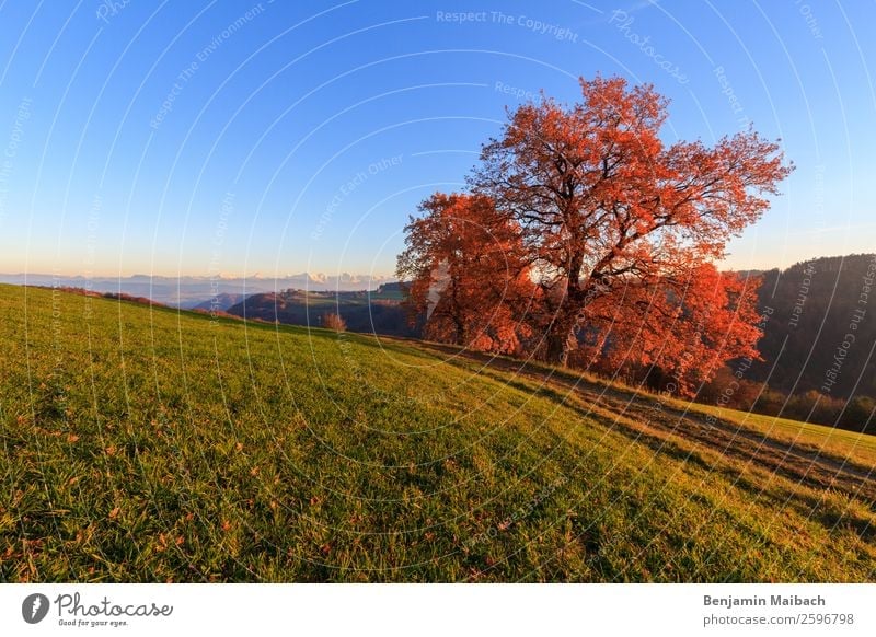 Herbstlicher Baum in der Abendsonne Natur Landschaft Pflanze Himmel Wolkenloser Himmel Sonnenlicht Schönes Wetter Feld Hügel Alpen Wege & Pfade blau grün orange