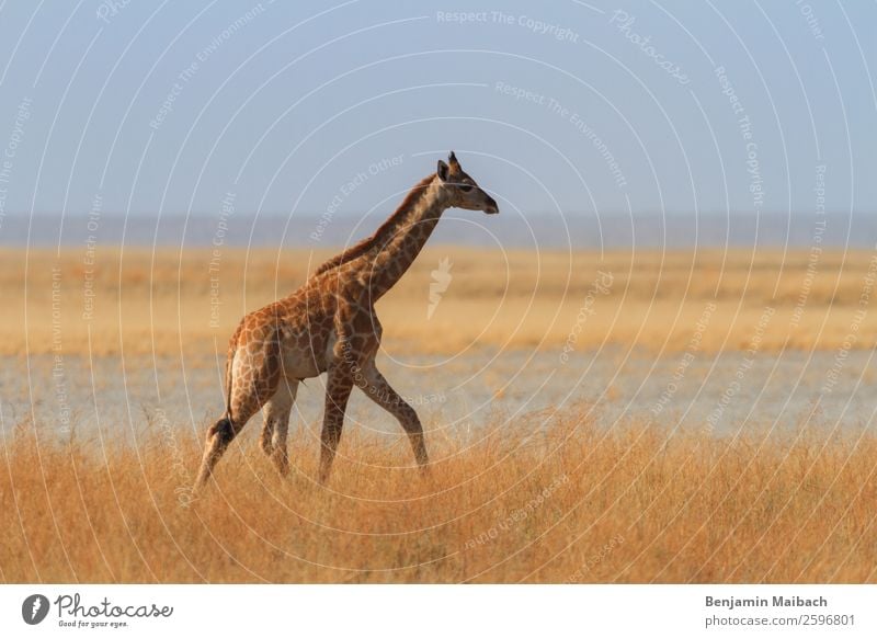 Giraffe in der Savanne Wüste Etoscha-Pfanne Tier Wildtier 1 gehen gelb gold Einsamkeit Freiheit ruhig Tourismus Farbfoto Außenaufnahme Textfreiraum links
