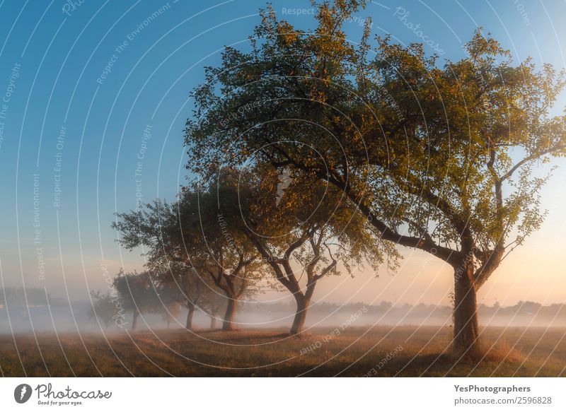 Apfelplantage bei Sonnenaufgang im Nebel Natur Landschaft Herbst Schönes Wetter Baum Wiese träumen Fröhlichkeit hell Surrealismus Symmetrie Deutschland Oktober