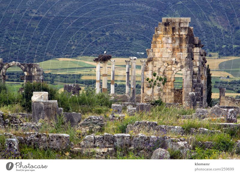 Altrömische Säulen und Stadteingang, Volubilis, Marokko Landschaft Erde Himmel Baum Ruine Architektur Denkmal Stein historisch Historie Spalte Weltkulturerbe
