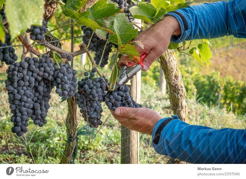 ein Weinberg rote Traubenlese Schere Hand Natur frisch blau grün Weintrauben Ernte reif Lebensmittel purpur Ackerbau Haufen erhängen Feldfrüchte Fokus Pinot