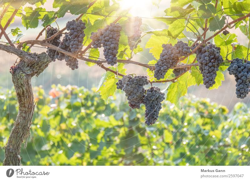 Rote Weintrauben im Gegenlicht Sonne Natur Pflanze frisch hell grün Weinberg reif purpur erhängen Feldfrüchte Weingut Blatt rot Ernte Farbfoto Nahaufnahme