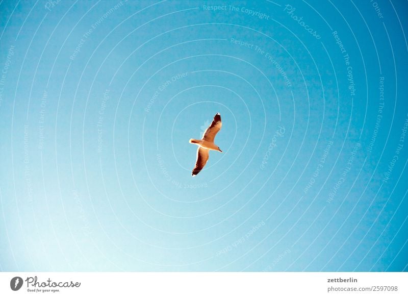 Möwe again Vogel Meeresvogel Flügel fliegen fliegend Vogelflug Gleitflug Einsamkeit einzeln Himmel Himmel (Jenseits) Wolkenloser Himmel Blauer Himmel himmelblau