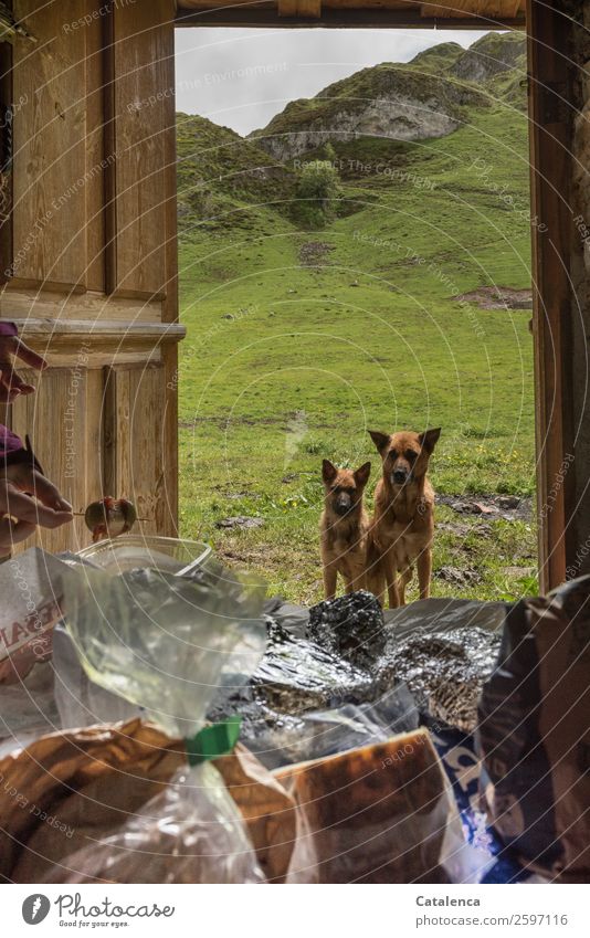 Emotion | Füttern. Hunde stehen an der offenen Türe, Lebensmittel im Vordergrund Wurstwaren Käse Oliven Ernährung Finger Natur Landschaft Tier Sommer