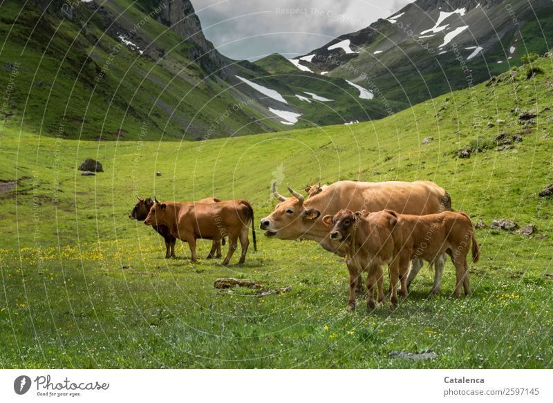 Muhhh-muuh, Kühe auf einer Alm Natur Landschaft Tier Himmel Gewitterwolken Frühling schlechtes Wetter Schnee Gras Sträucher Wiese Felsen Berge u. Gebirge Gipfel