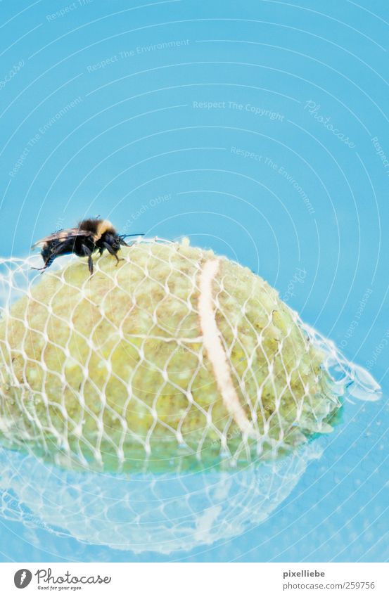Gefangener Tennisball Schwimmen & Baden Meer Ballsport Natur Wasser Sommer An Bord Tier Biene Flügel 1 Netz Netzwerk tauchen Flüssigkeit klein rund stachelig