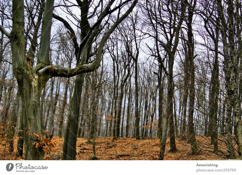 Wald im Winter Umwelt Natur Landschaft Pflanze Erde Himmel Herbst Wetter Baum Blatt stehen hoch blau braun rot schwarz Baumstamm Geäst Ast Wurzelgemüse