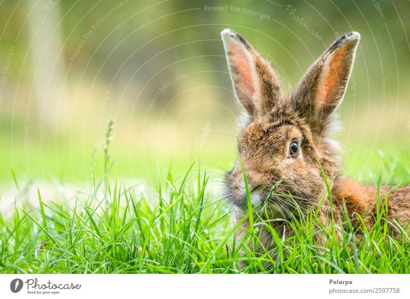 Kaninchen im Frühjahr Essen Sommer Ostern Natur Tier Gras Wiese Pelzmantel Haustier beobachten klein niedlich wild braun grau grün weiß Hase & Kaninchen