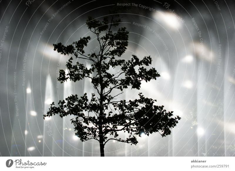 Sie kommen Kunst Veranstaltung Show Natur Pflanze Baum kalt nass Laubbaum Wasser Schwarzweißfoto Gedeckte Farben Außenaufnahme Menschenleer Nacht Licht Kontrast