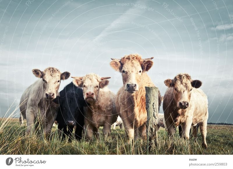 Boss Hosser Bioprodukte Natur Tier Wiese Nutztier Kuh Tiergruppe Herde natürlich niedlich schön Tierliebe Landleben Biologische Landwirtschaft Milchwirtschaft