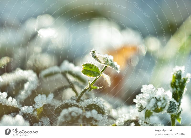 Kältehauch Umwelt Natur Pflanze Winter Klima Nebel Eis Frost Blatt Wildpflanze Garten Park Feld glänzend kalt schön Gefühle Stimmung Vorfreude Hoffnung Glaube