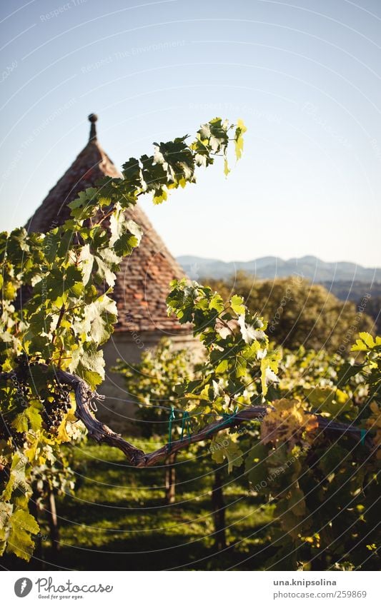 im wein lügt die wahrheit Wein Natur Landschaft Wolkenloser Himmel Sonnenlicht Herbst Schönes Wetter Pflanze Blatt Nutzpflanze Weinbau Berge u. Gebirge Weinberg