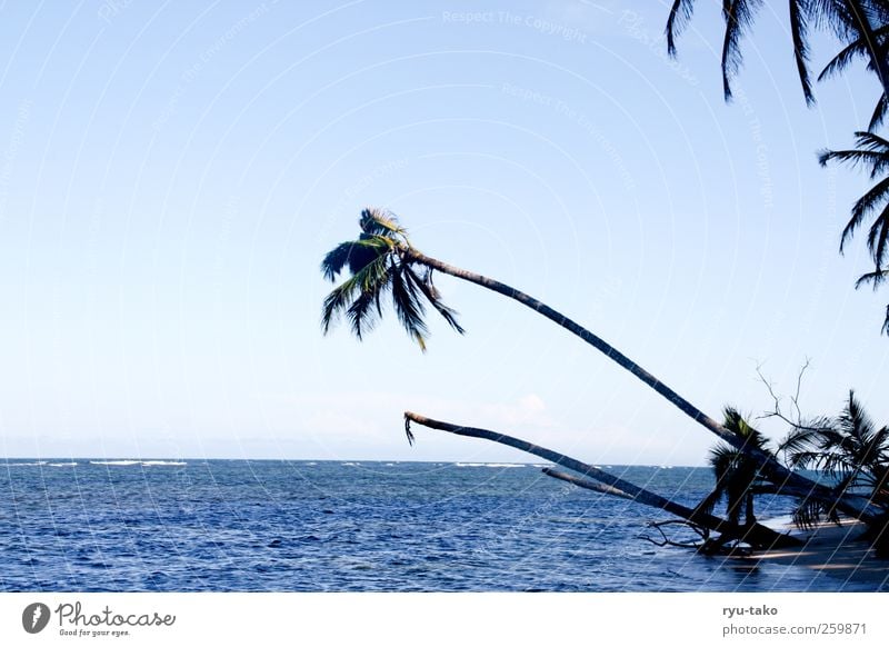 das paradies ruft Natur Sand Wasser Himmel Wolkenloser Himmel Schönes Wetter Pflanze Sträucher Palme Küste Meer Insel blau Zufriedenheit Gelassenheit ruhig