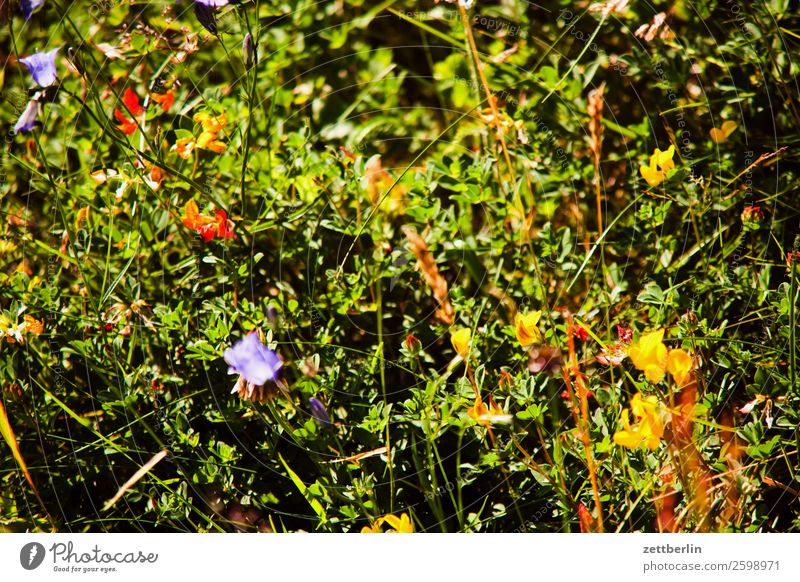Vegetation Ferien & Urlaub & Reisen Landschaft Wiese Gras Wachstum Sommer Pflanze Teppich Natur nordisch Norwegen Reisefotografie Skandinavien Textfreiraum