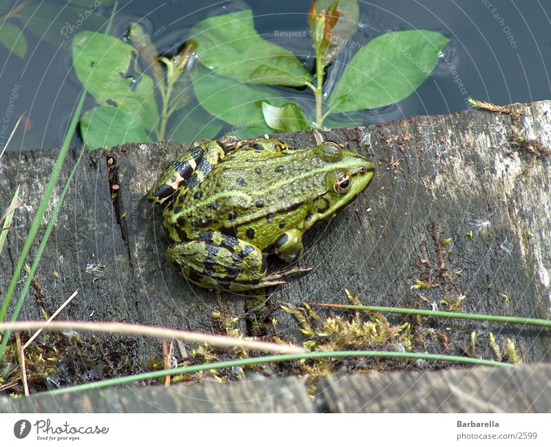 Verwunschener Prinz grün Glätte Verkehr Frosch Amphibion Wasserbewohner Kröte