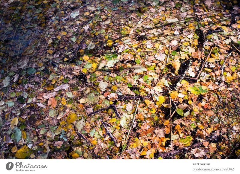 Herbstlaub im Jungfernheideteich Natur Pflanze ruhig Textfreiraum Tiefenschärfe Blatt mehrfarbig Wasser See Teich Im Wasser treiben Hintergrundbild Farbe