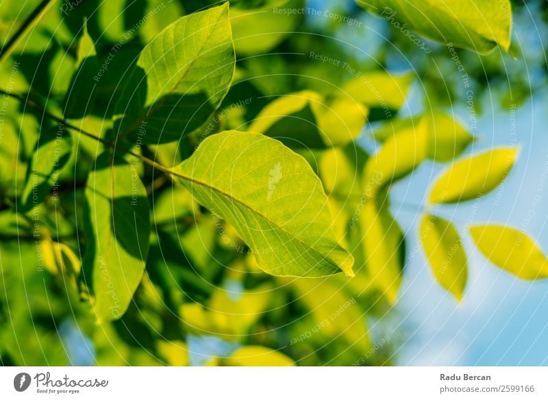 Hinterleuchtete frische grüne Baumblätter im Sommer Blatt Hintergrundbild hintergrundbeleuchtet Frühling Natur Pflanze Ast natürlich Umwelt hell Wachstum Sonne