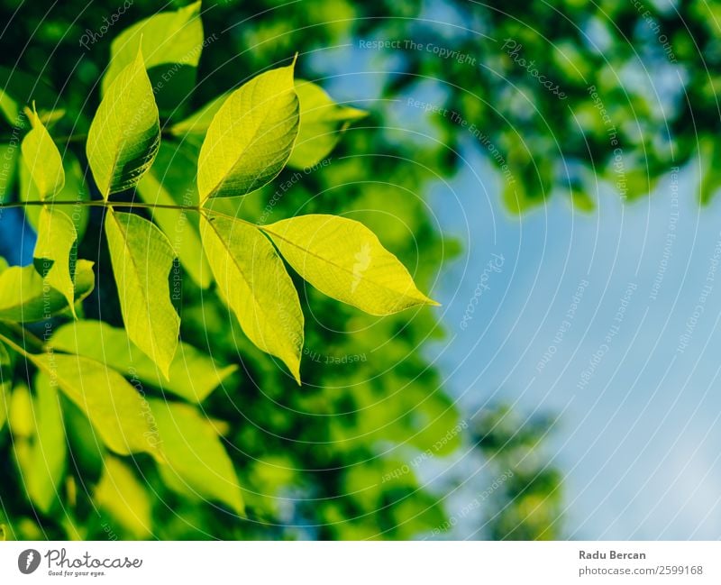 Hinterleuchtete frische grüne Baumblätter im Sommer Blatt Hintergrundbild hintergrundbeleuchtet Frühling Natur Pflanze Ast natürlich Umwelt hell Wachstum Sonne