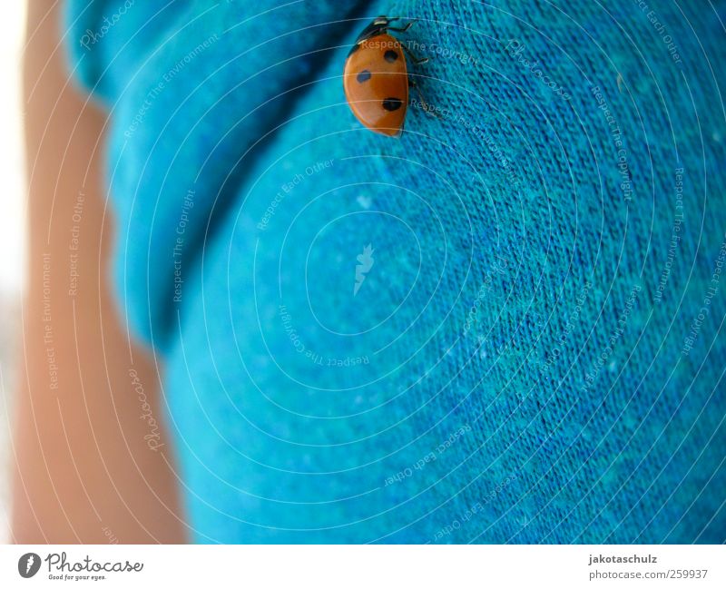 Ladybug Mensch feminin Junge Frau Jugendliche Leben Bauch 1 18-30 Jahre Erwachsene Umwelt Natur Landschaft Pflanze Sommer Schönes Wetter T-Shirt Tier Käfer