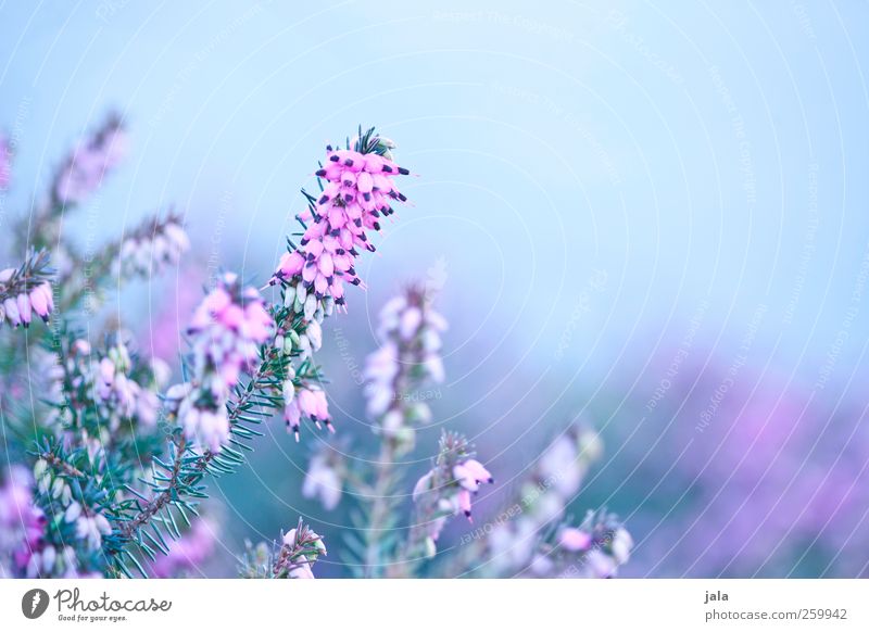 erika Umwelt Natur Pflanze Frühling Blume Blüte ästhetisch natürlich blau grün rosa Bergheide Farbfoto Außenaufnahme Menschenleer Textfreiraum rechts
