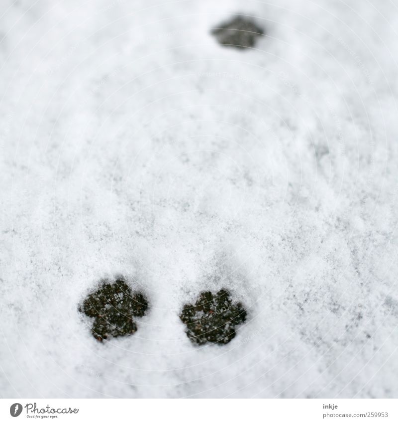tapp tapp ...................tapp Umwelt Winter Klima Schnee Haustier Katze Pfote Fährte laufen frisch kalt klein nass natürlich niedlich Sauberkeit braun weiß