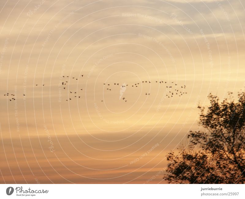 birds flying to the south Vogel Herbst luht Vogelappetit