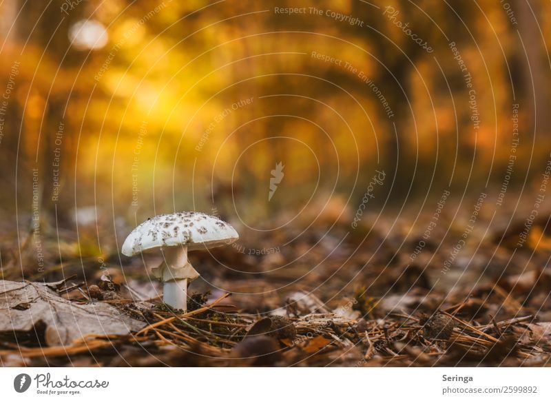 Knollenblätterpilz mitten auf dem Waldweg Umwelt Natur Landschaft Pflanze Tier Herbst Schönes Wetter Essen leuchten Pilz Gift ungenießbar Farbfoto