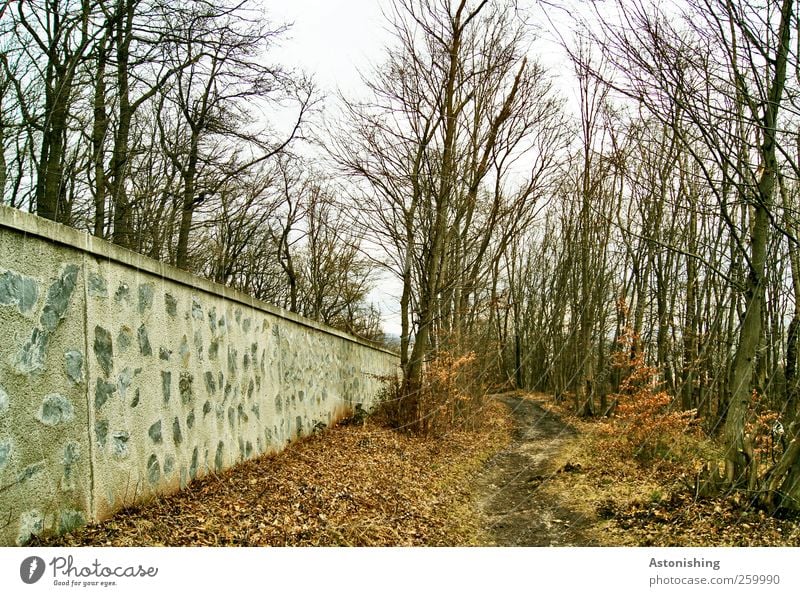 entlang der Mauer 2 Umwelt Natur Landschaft Pflanze Erde Himmel Herbst Winter Wetter Baum Gras Sträucher Wald Wand Wege & Pfade Stein Holz braun grau weiß Ast