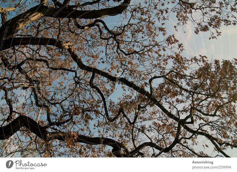 verzweigt Umwelt Natur Pflanze Luft Himmel Herbst Wetter Schönes Wetter Baum Blatt Wald hoch blau braun schwarz Geäst Zweige u. Äste Baumrinde dünn fein Muster