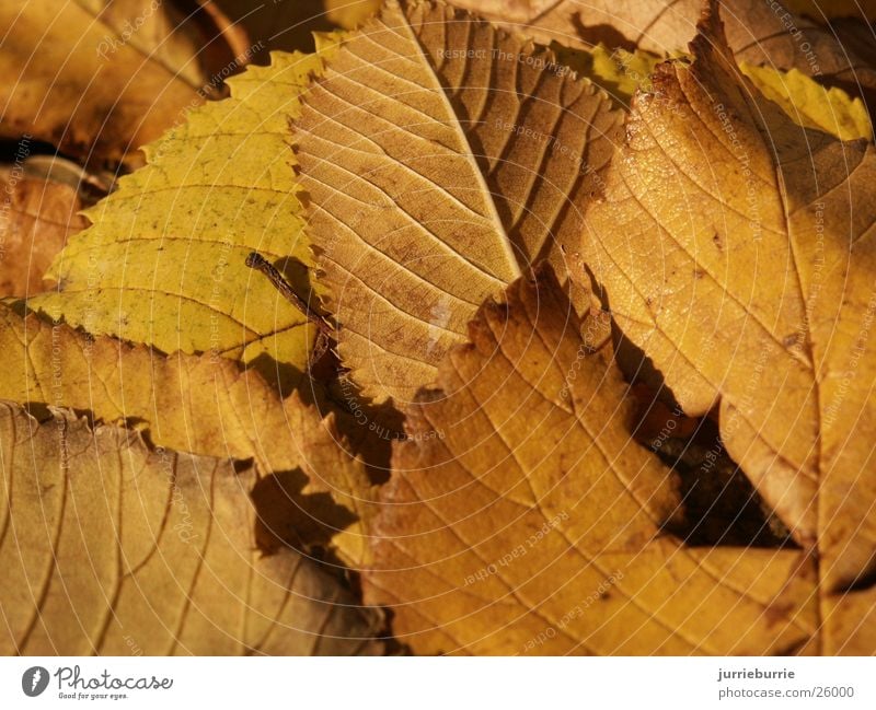 Blaterdek Herbst greifen Bündel Baum Prospekt bladerdek