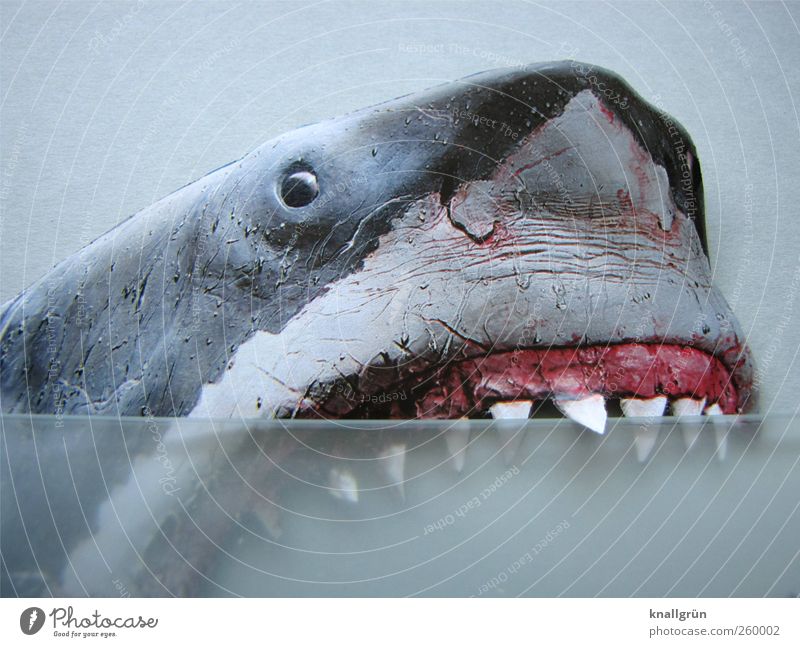 Vorsicht! Bissig! Tier Haifisch 1 Blick Aggression bedrohlich grau rosa weiß Gefühle Angst Entsetzen Todesangst gefährlich gefräßig Weisser Hai Gebiss bissig