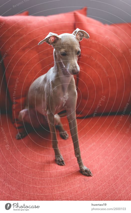 Italienischer Windhundhund Glück schön Freundschaft Natur Tier Haustier Hund 1 Freundlichkeit Fröhlichkeit lustig braun Italienisches Piccolo Whippet Galgo