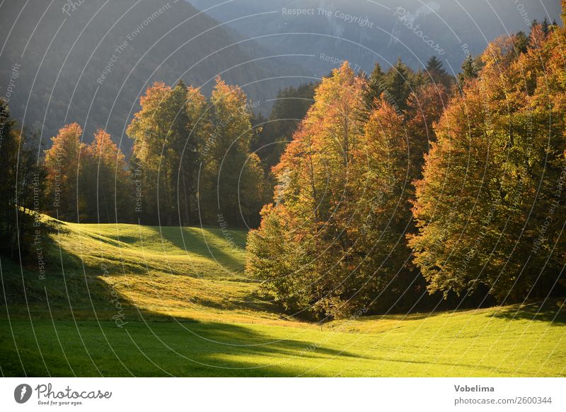 Waldrand im Herbst Umwelt Natur Landschaft Schönes Wetter Baum Wiese natürlich braun mehrfarbig gelb grau grün orange bezau bizau Bregenzerwald vorarlberg