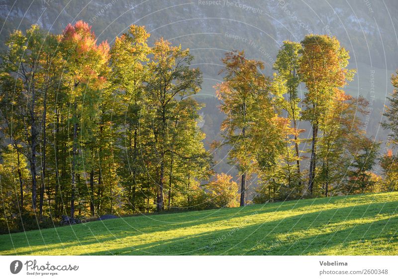 Baumreihe im Herbst Natur Landschaft Schönes Wetter Wald Alpen Berge u. Gebirge braun mehrfarbig gelb gold grau grün schwarz bezau bizau vorarlberg