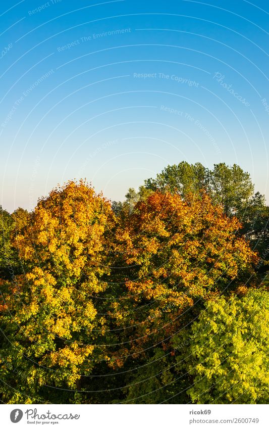 Herbstlich gefärbte Bäume mit blauen Himmel Erholung Ferien & Urlaub & Reisen Tourismus Natur Landschaft Wolkenloser Himmel Wetter Baum Farbe Idylle Klima