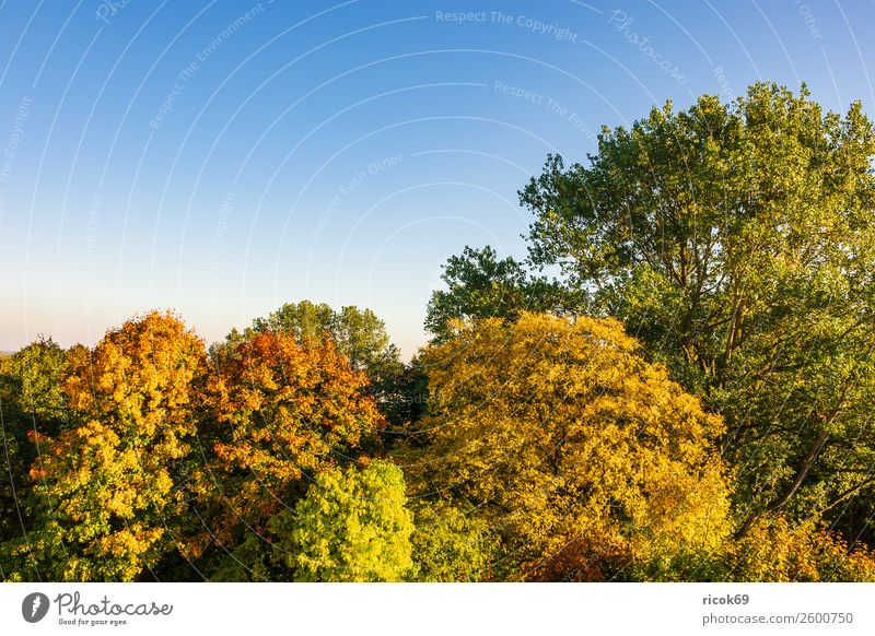 Herbstlich gefärbte Bäume mit blauen Himmel Erholung Ferien & Urlaub & Reisen Tourismus Natur Landschaft Wolkenloser Himmel Wetter Baum Farbe Idylle Klima