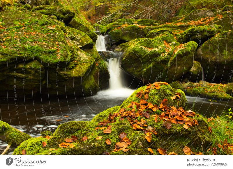 Wasserfall im Wald Umwelt Natur Landschaft Pflanze Tier Erde Frühling Sommer Moos Blatt Grünpflanze Bach Fluss Stein Sand Holz Freundlichkeit frisch Gefühle