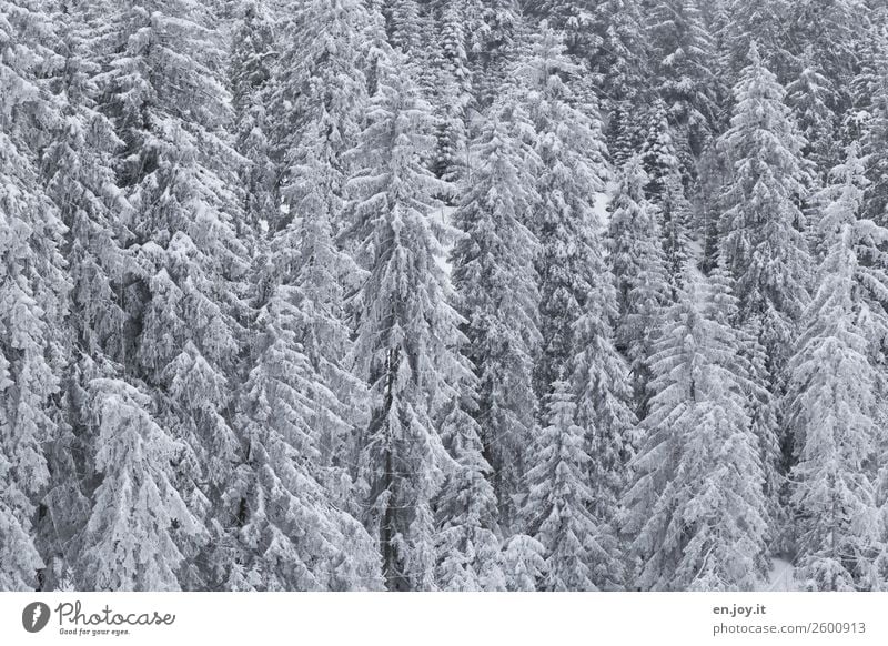 Frohe Weihnachten Ihr Lieben Ferien & Urlaub & Reisen Ausflug Winter Schnee Umwelt Natur Landschaft Pflanze Klima Klimawandel Eis Frost Wald Nadelwald