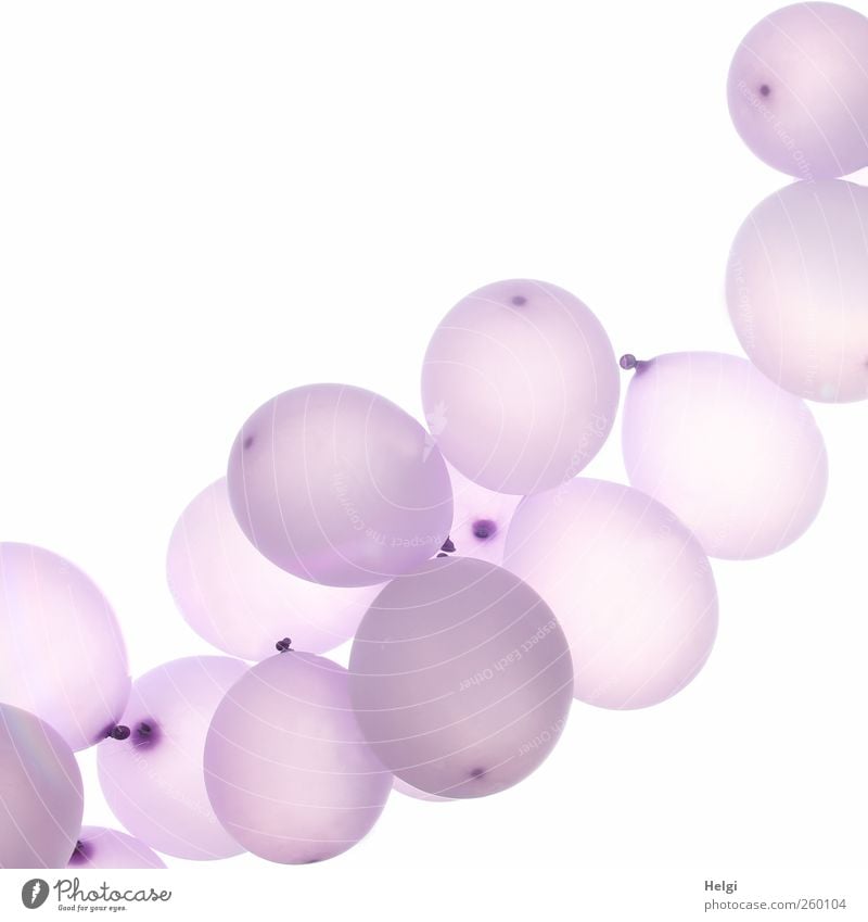Kette mit lila Luftballons vor weißem Hintergrund Dekoration & Verzierung hängen ästhetisch außergewöhnlich einfach elegant Fröhlichkeit trendy schön