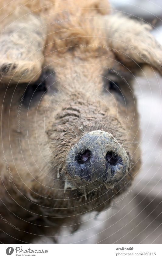 Immer der Nase nach Erde Tier Nutztier Tiergesicht Zoo Wollschwein Schweinschnauze 1 dreckig frech Glück nass natürlich Neugier schleimig braun schwarz