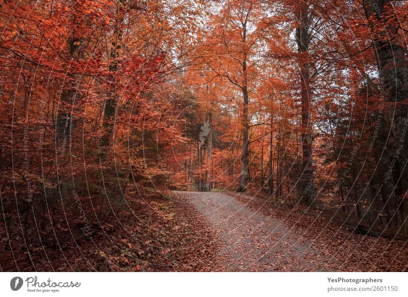 Allee durchquert den Herbstwald Natur Landschaft Baum Blatt Park Wald Straße frei schön orange rot Stimmung Fröhlichkeit Fussen Deutschland Oktober Gasse