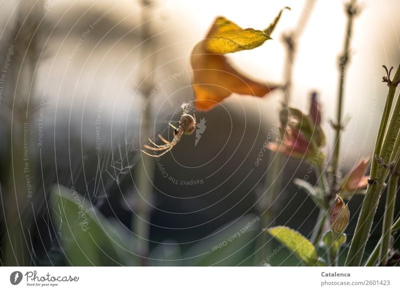 Reparaturarbeiten, Spinne im Spinnennetz Natur Pflanze Tier Himmel Herbst Schönes Wetter Blatt Blüte Salbei Garten 1 braun gold grün orange Stimmung achtsam
