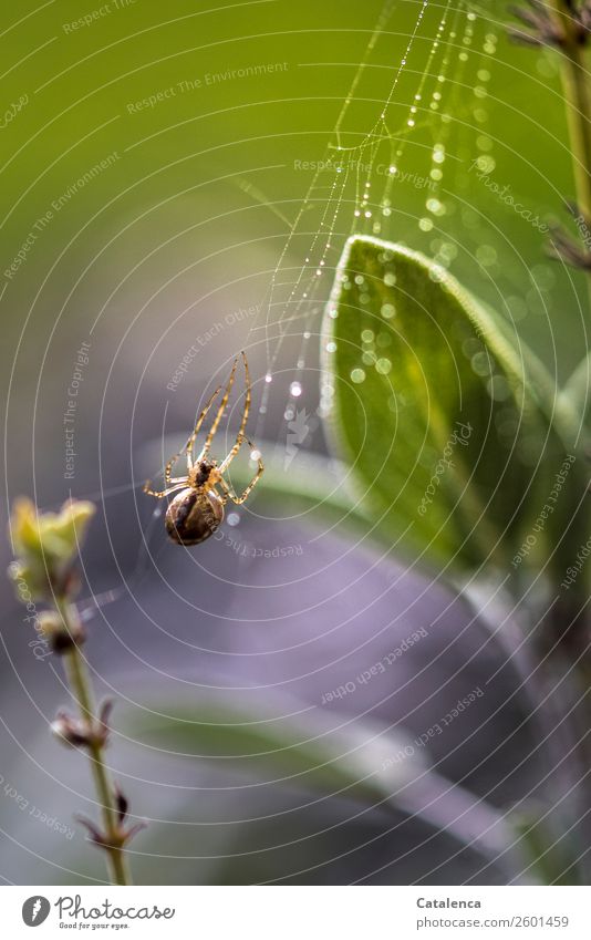 Ein Spinnchenin ihrem mit Regentropfen bedecktes Netz im Salbei Natur Pflanze Tier Wassertropfen Herbst Blatt Garten Gemüsegarten Spinne 1 Spinnennetz Tau